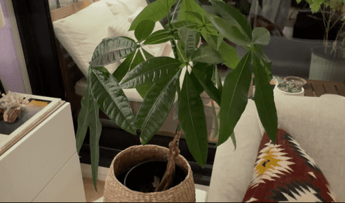 Germany_December 2024