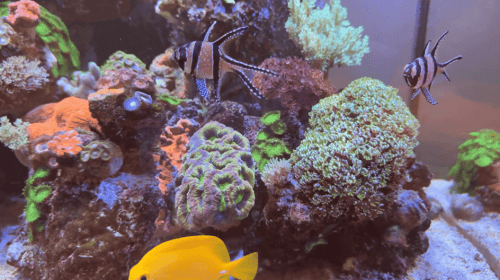 Belgium June-2024 (1)