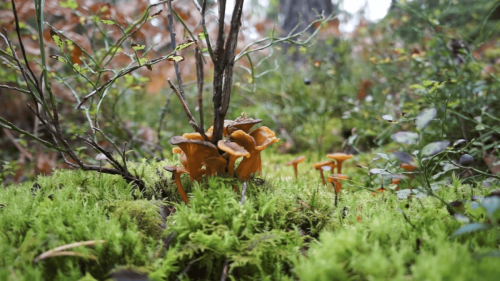 Finland September 2024