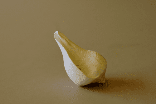 <i>Saṅkha</i>: the primordial sound of Om