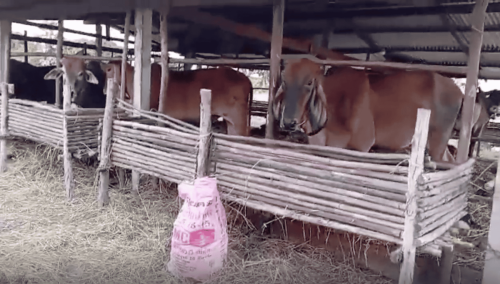 Thailand September 2024