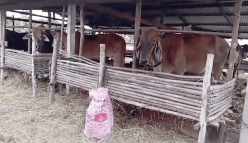 Thailand September 2024